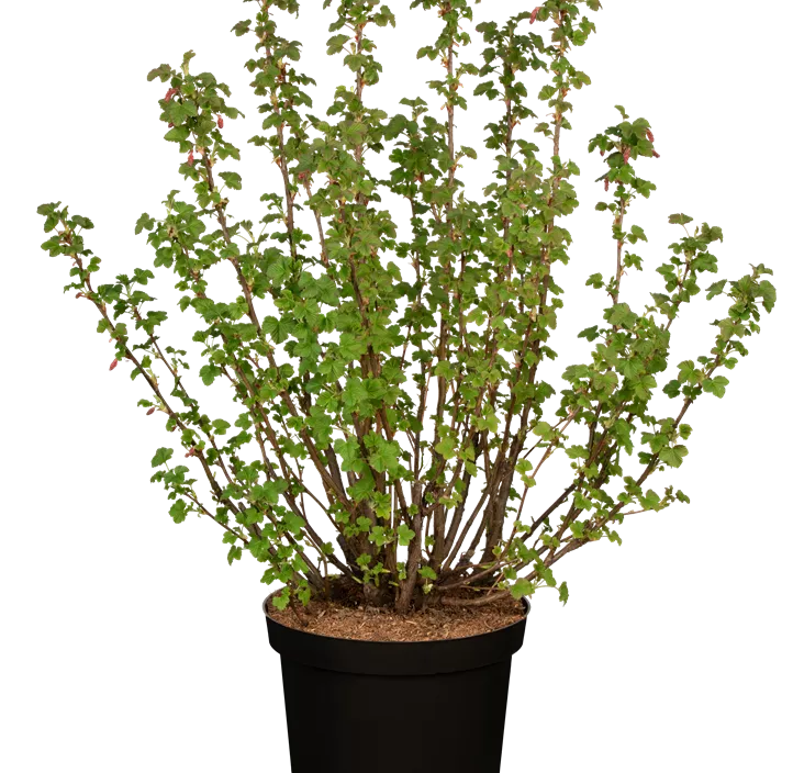 Zierjohannisbeere 'Pulborough Scarlet'