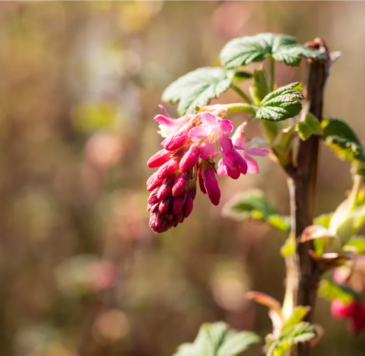 Zierjohannisbeere 'Pulborough Scarlet'