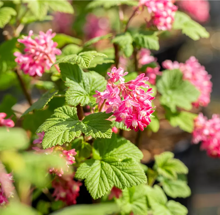 Zierjohannisbeere 'Pulborough Scarlet'