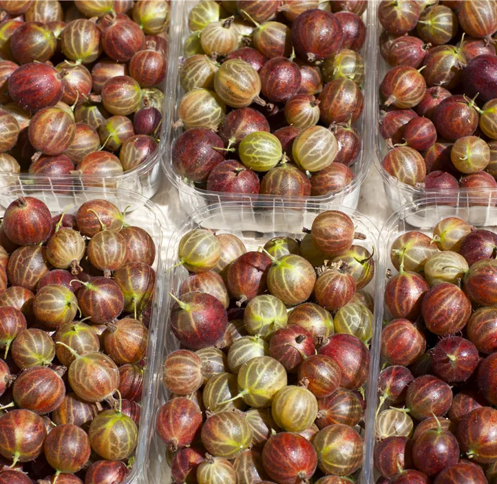 Stachelbeere 'Hinnonmäki Red