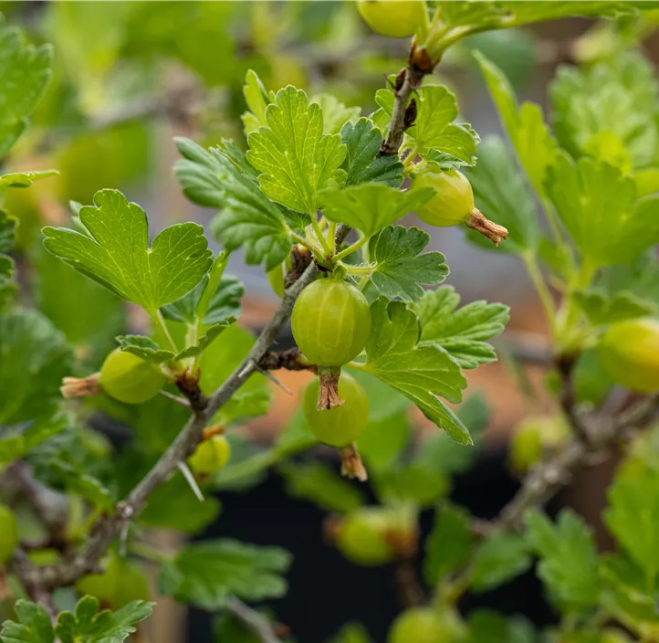 Stachelbeere 'Hinnonmäki Red