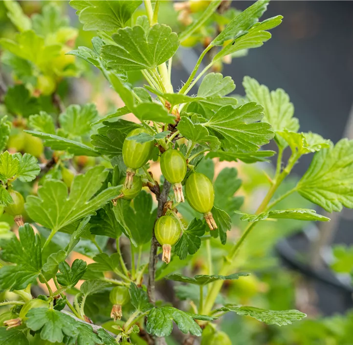 Stachelbeere Polar Fruits® 'Green Goose Berry'