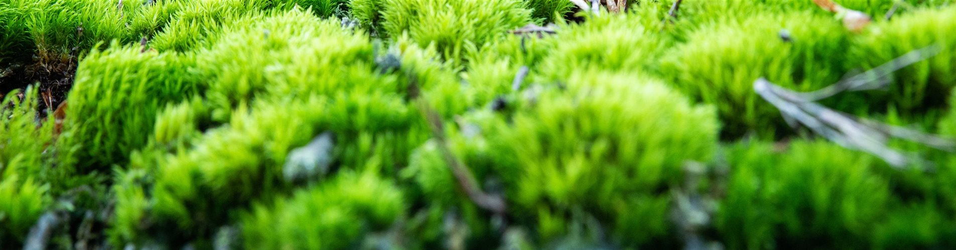 Moos mit Blättern