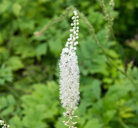 Actaea racemosa