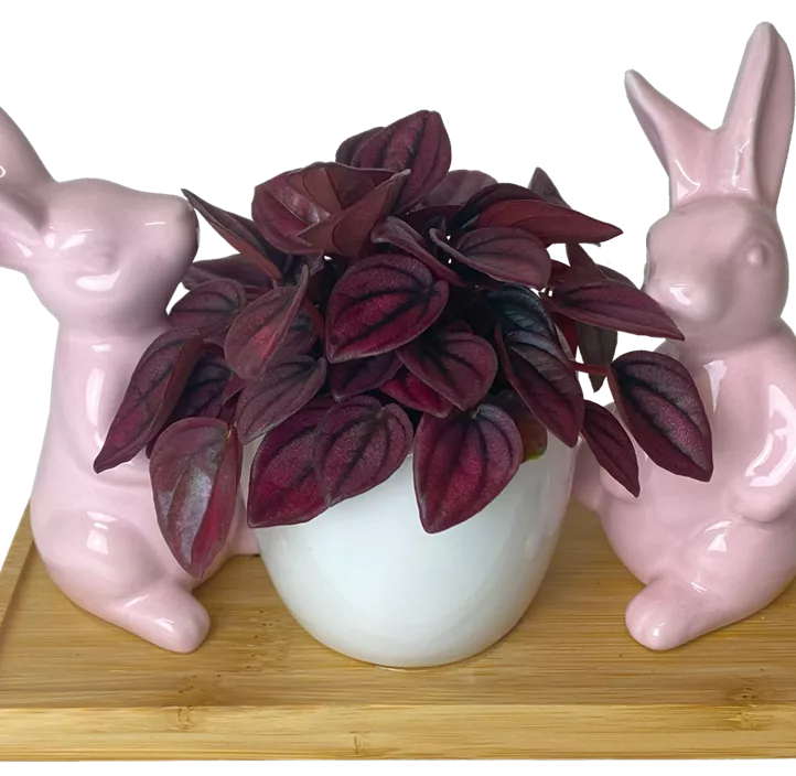 Arrangement Pearl Bunny II