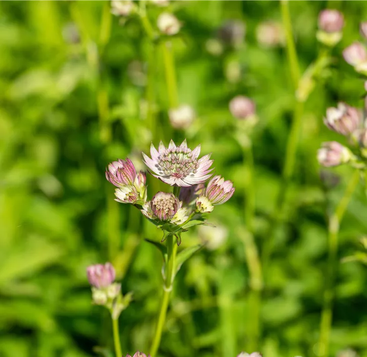 Garten-Sterndolde 'Pink Button'