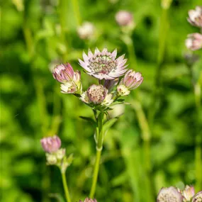 Astrantia major Pink Button