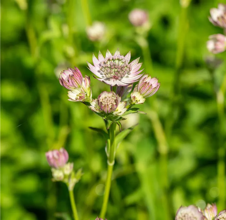 Garten-Sterndolde 'Pink Button'