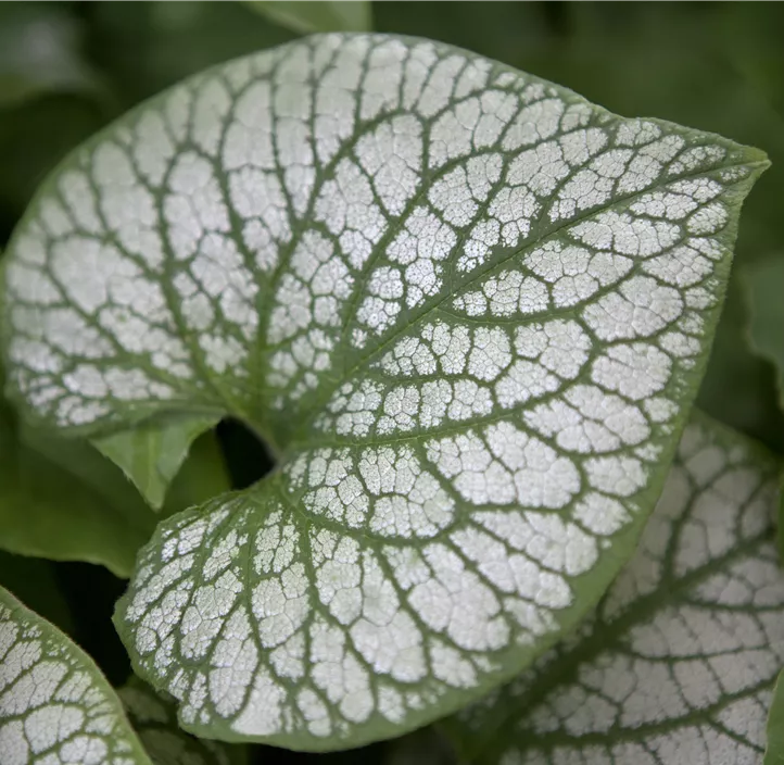 Kaukasusvergissmeinnicht 'Jack Frost'(s)