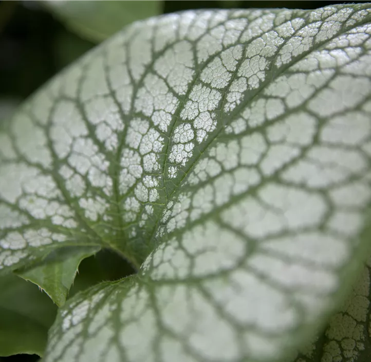 Kaukasusvergissmeinnicht 'Jack Frost'(s)