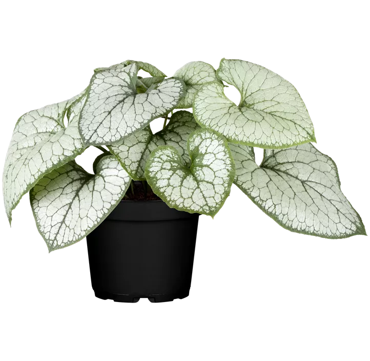 Kaukasusvergissmeinnicht 'Jack Frost'(s)