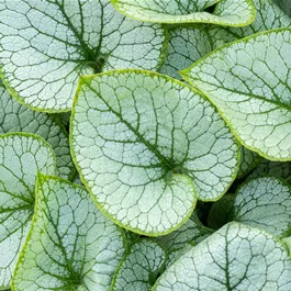 Brunnera macrophylla Jack Frost