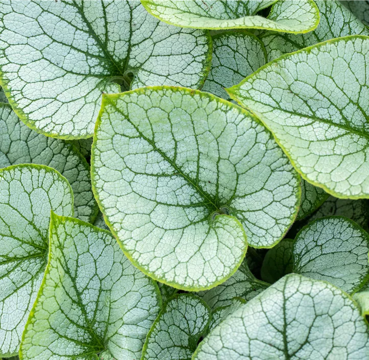 Kaukasusvergissmeinnicht 'Jack Frost'(s)