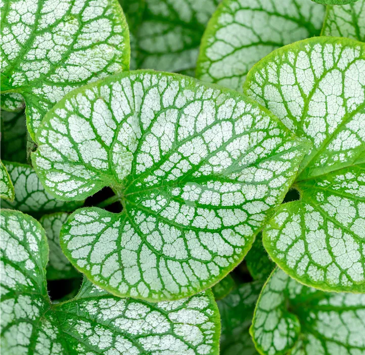 Kaukasusvergissmeinnicht 'Jack Frost'(s)