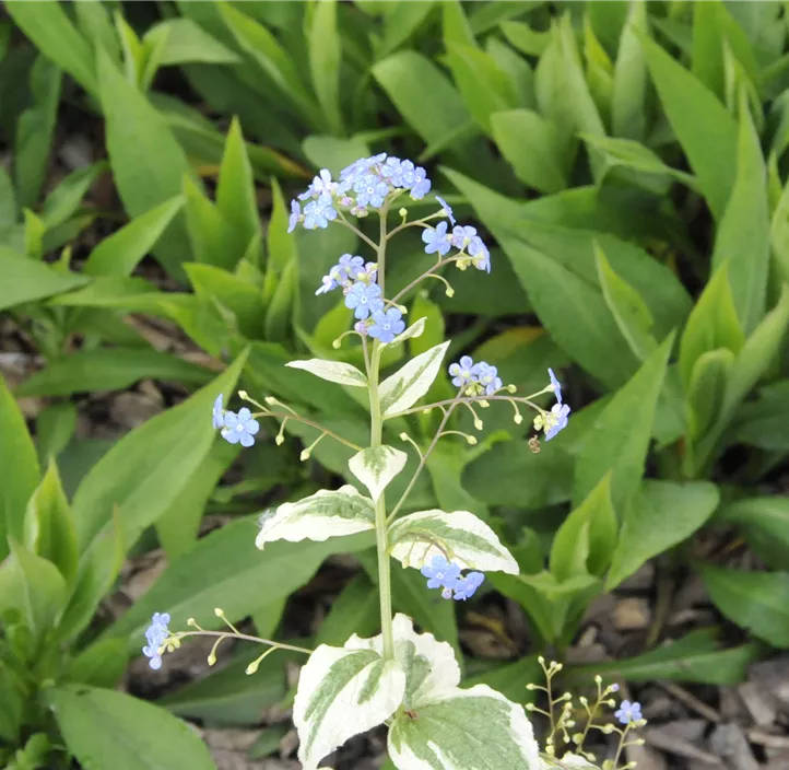 Kaukasusvergissmeinnicht 'Variegata'