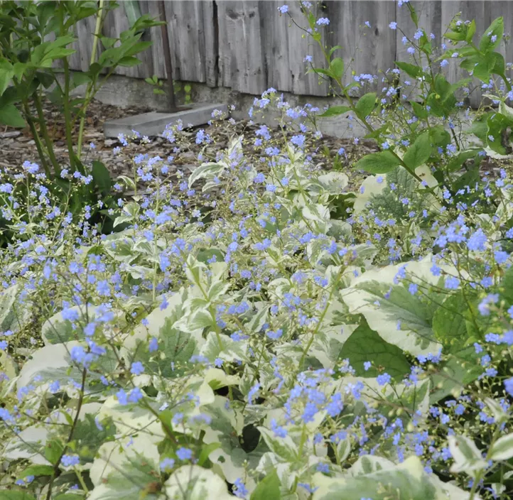 Kaukasusvergissmeinnicht 'Variegata'