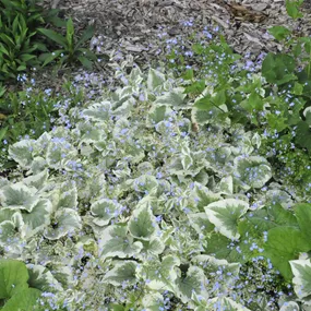 Brunnera macrophylla Variegata