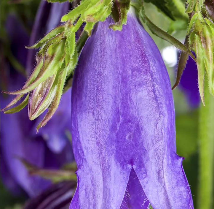 Gepunktete Glockenblume 'Sarastro'