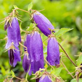 Campanula punctata Sarastro