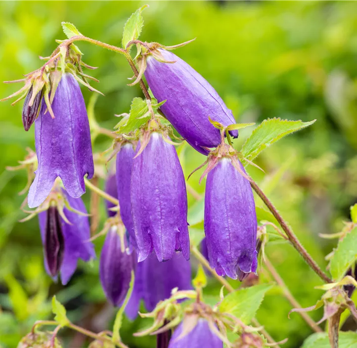 Gepunktete Glockenblume 'Sarastro'