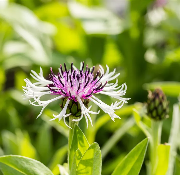 Berg-Flockenblume 'Purple Heart'