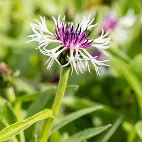 Centaurea montana Purple Heart