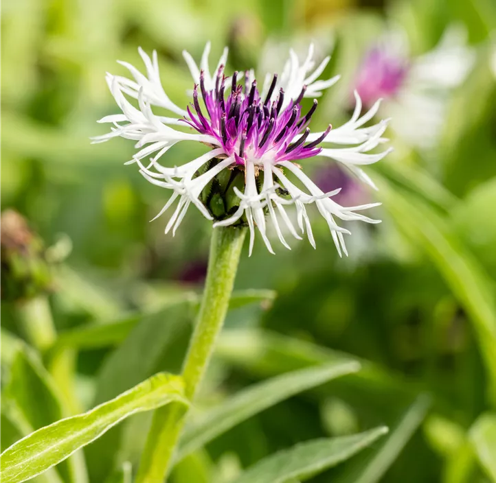 Berg-Flockenblume 'Purple Heart'