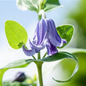 Clematis integrifolia