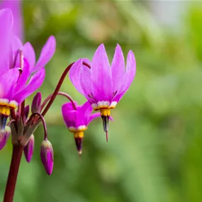 Dodecatheon meadia