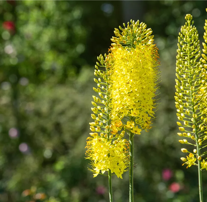Schmalblättrige Steppenkerze