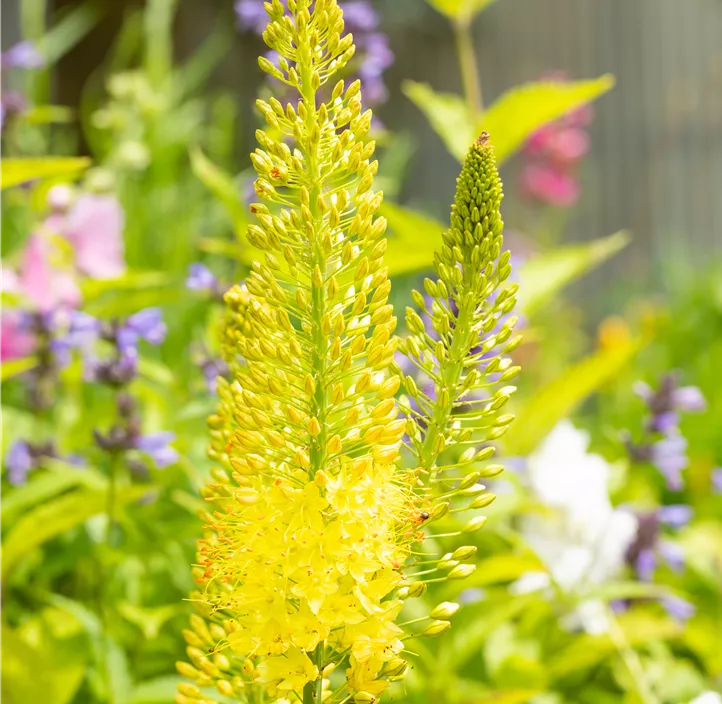 Schmalblättrige Steppenkerze