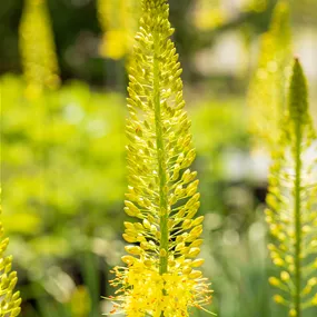 Eremurus stenophyllus