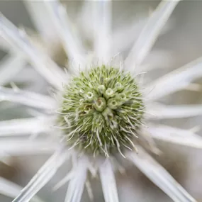 Eryngium variifolium