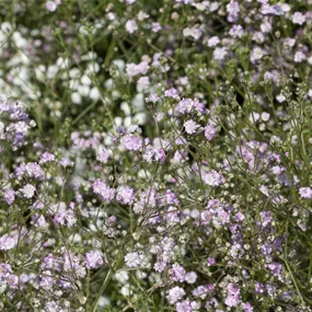 Gypsophila paniculata Flamingo