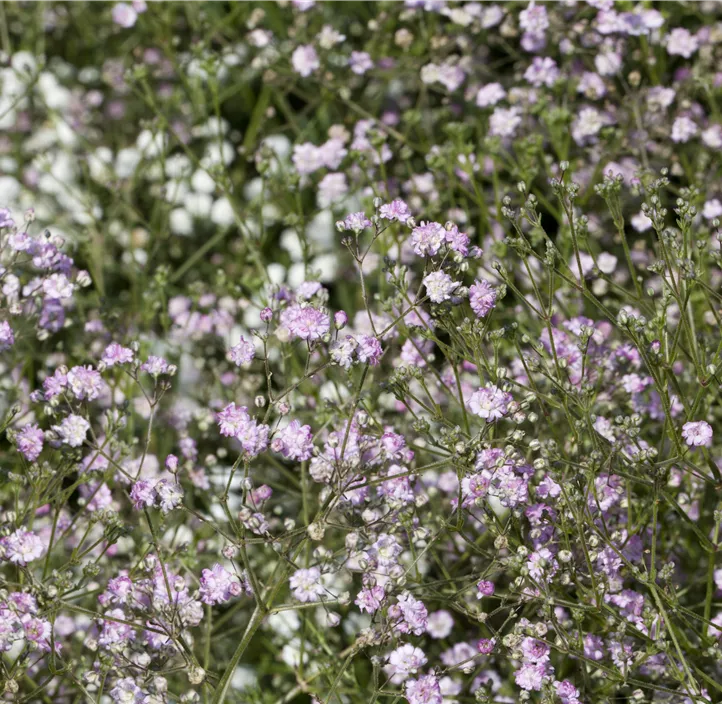 Garten-Schleierkraut 'Flamingo'