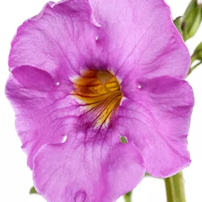 Incarvillea delavayi