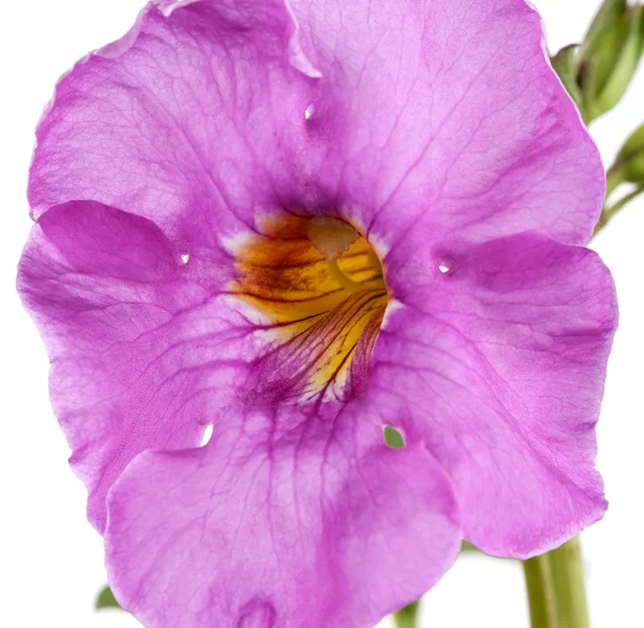 Yunnan-Freilandgloxinie