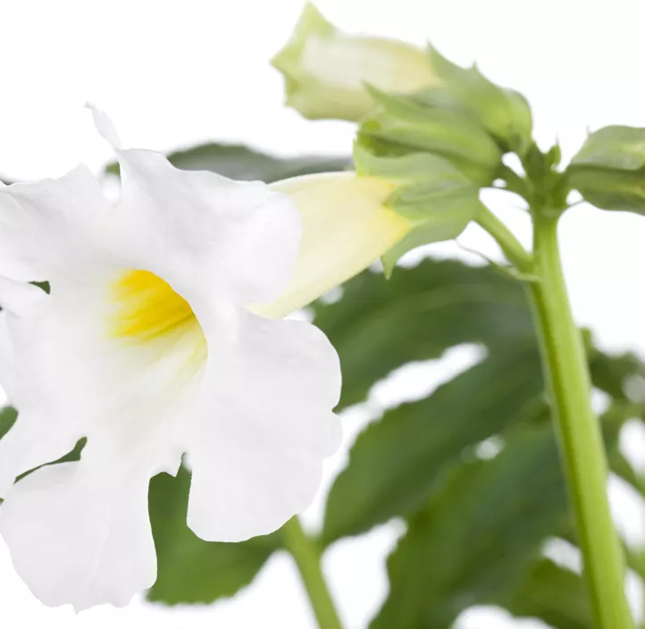 Yunnan-Freilandgloxinie