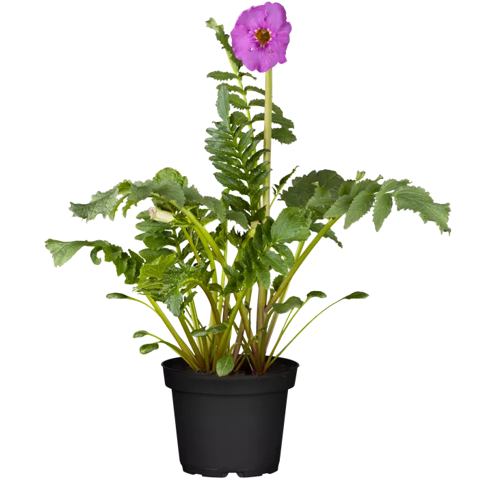 Yunnan-Freilandgloxinie