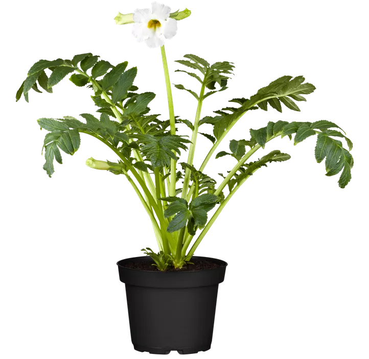 Yunnan-Freilandgloxinie