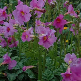 Incarvillea delavayi