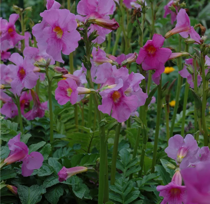 Yunnan-Freilandgloxinie