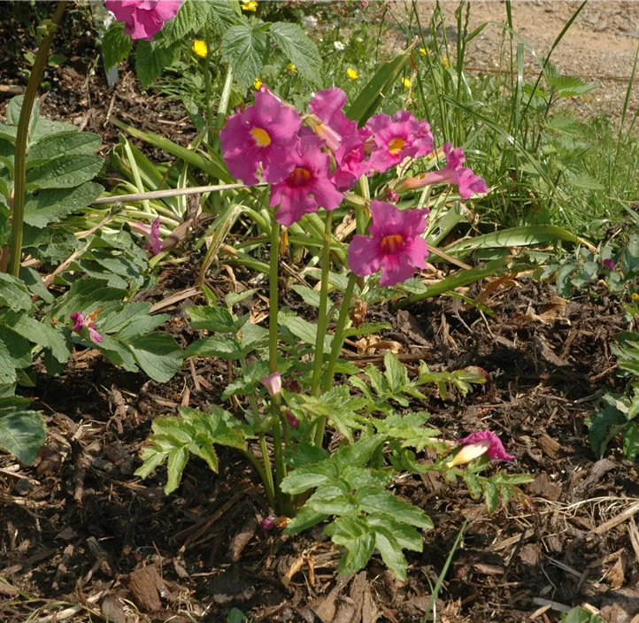 Yunnan-Freilandgloxinie