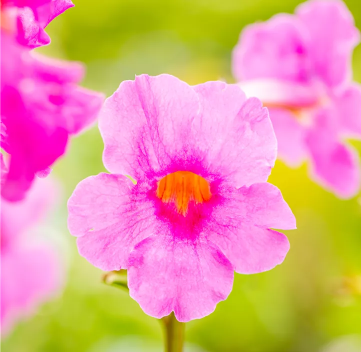 Yunnan-Freilandgloxinie