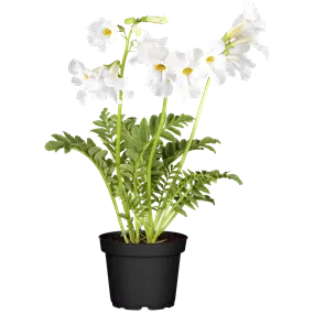 Incarvillea delavayi Snowtop