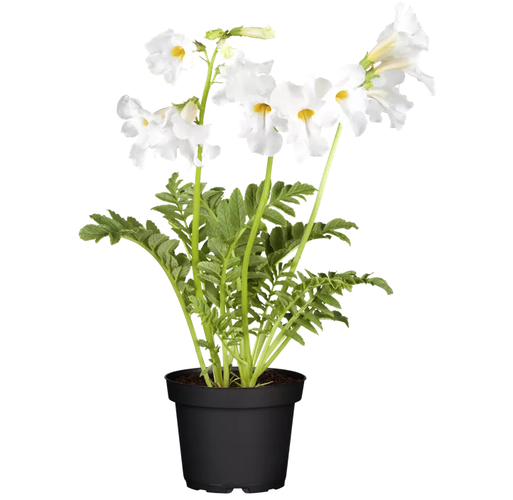 Staudengloxinie 'Snowtop'