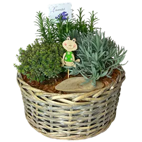 Kräuter-Korb bepflanzt mit verschiedenen Kräutern