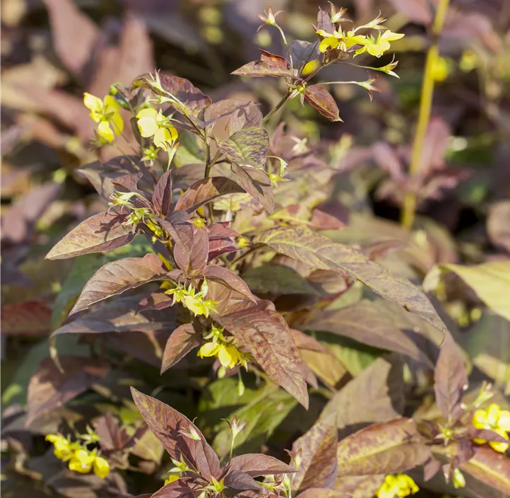 Bewimperter Garten-Felberich 'Firecracker'