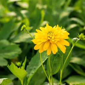 Rudbeckia laciniata 'Goldquelle'