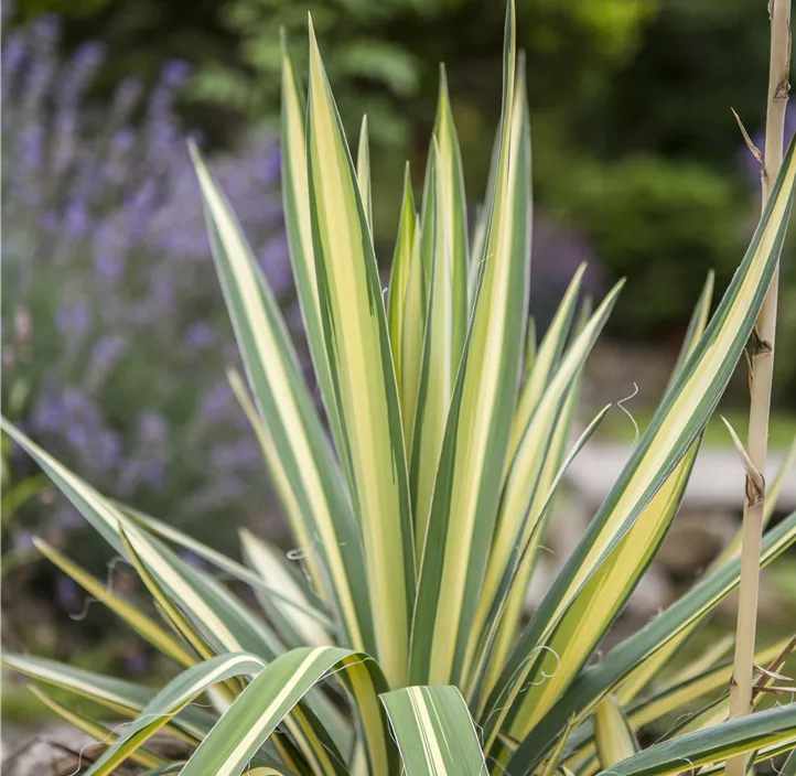 Gelbbunte Palmlilie 'Color Guard'